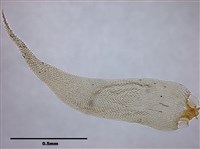 Acanthorrhynchium papillatum (Harv.) Fleisch. Collection Image, Figure 5, Total 8 Figures